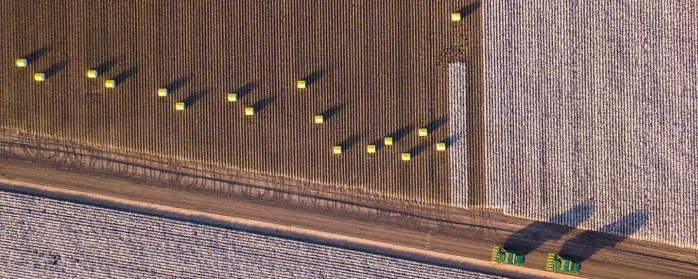 Colheita do algodão: conheça melhores práticas para uma operação de sucesso