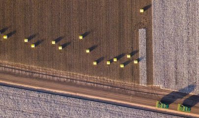 Colheita do algodão: conheça melhores práticas para uma operação de sucesso